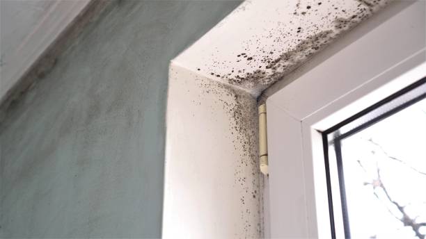 Best Industrial Mold Remediation in Speedway, IN